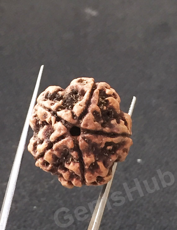 5 Mukhi Natural Certified Rudraksha Size- 21.3 mm Premium Quality